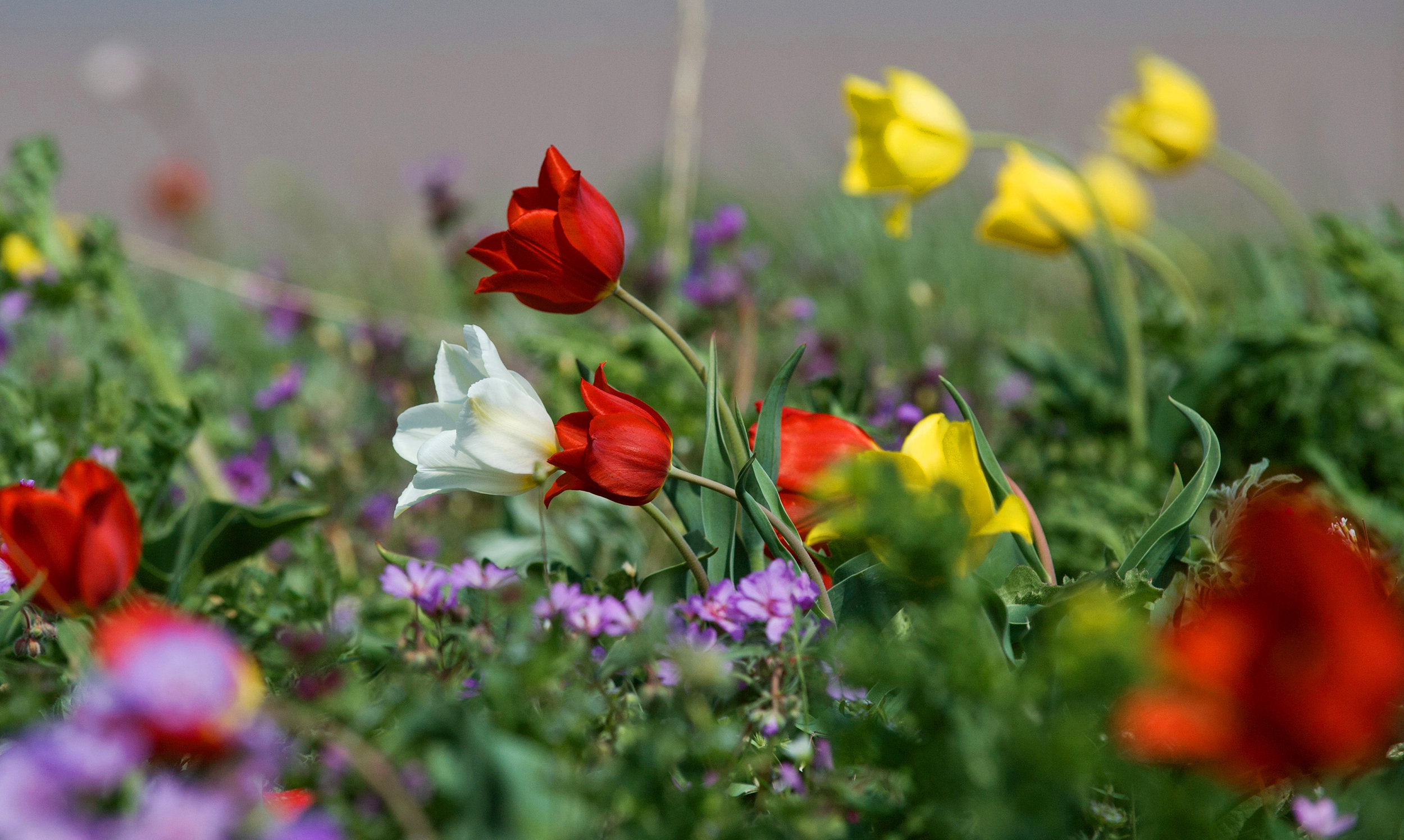 Дикие тюльпаны (тюльпаны Шренка и Скифские тюльпаны) на берегу Кояшского озера в Опукском природном заповеднике