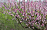 Цветы персикового дерева в саду Сакского района Крыма