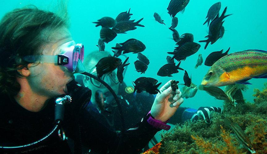 Дайвер кормит мидией рыб в акватории Черного моря возле мыса Меганом
