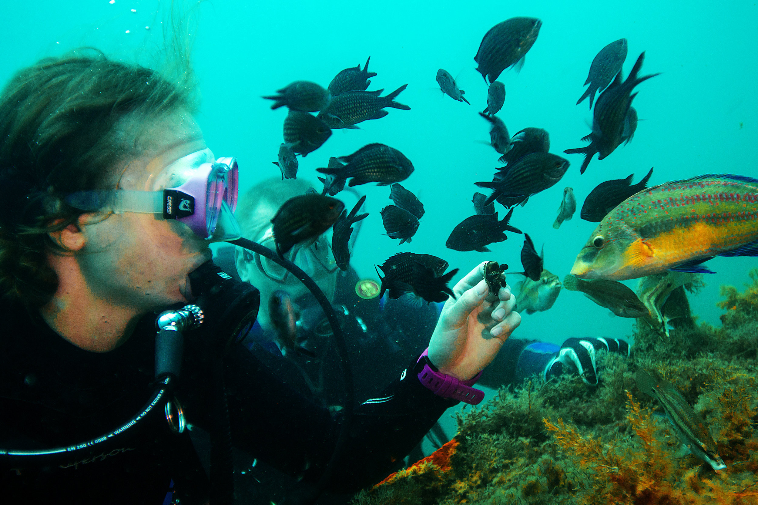 Дайвер кормит мидией рыб в акватории Черного моря возле мыса Меганом