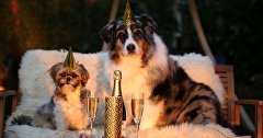 Собаки за новогодним столом