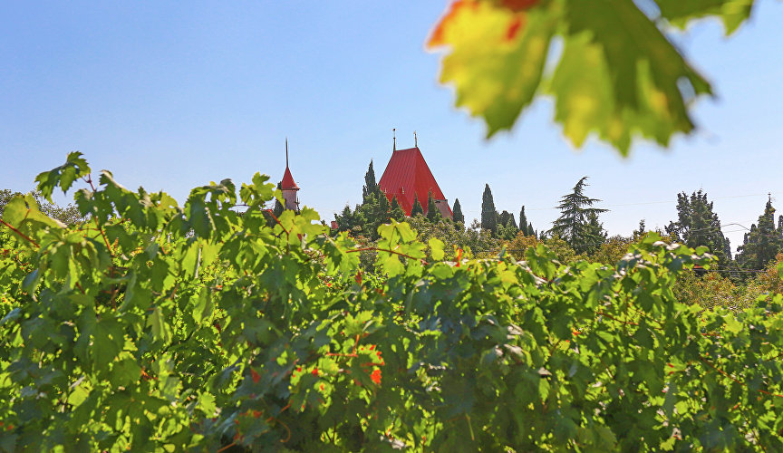 Виноградник «Массандры» на фоне дворца княгини Гагариной 