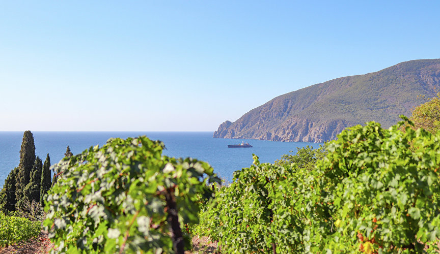 Вид на Аю-Даг с виноградника «Массандры»