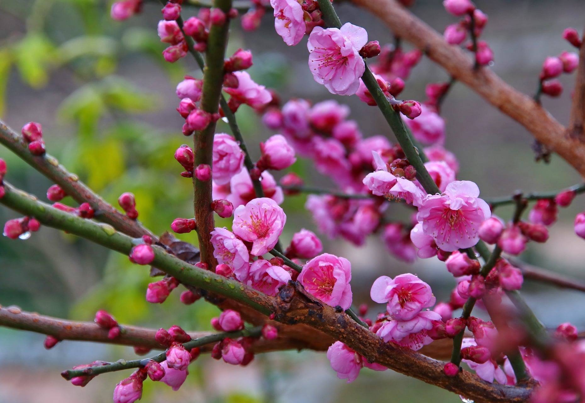 Цветение абрикоса Муме в Никитском ботсаду
