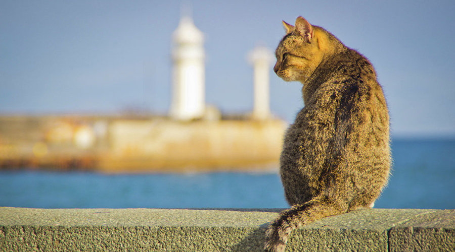 Кот на набережной Ялты