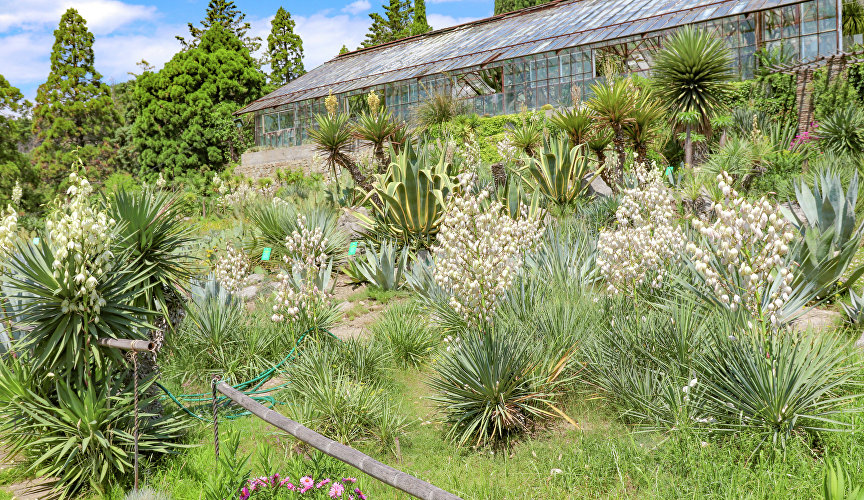 Южная терраса кактусовой оранжереи Никитского ботанического сада