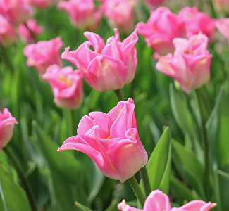 В Никитском ботсаду выбрали самый красивый тюльпан