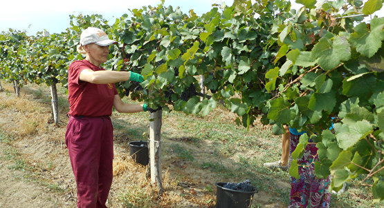 Сбор винограда на предприятии «Золотая Балка»