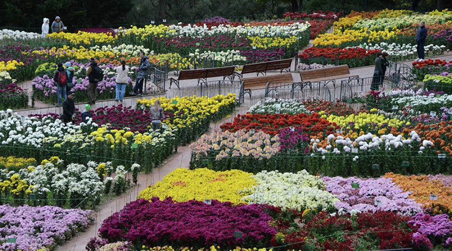 Парад хризантем в Никитском ботаническом саду