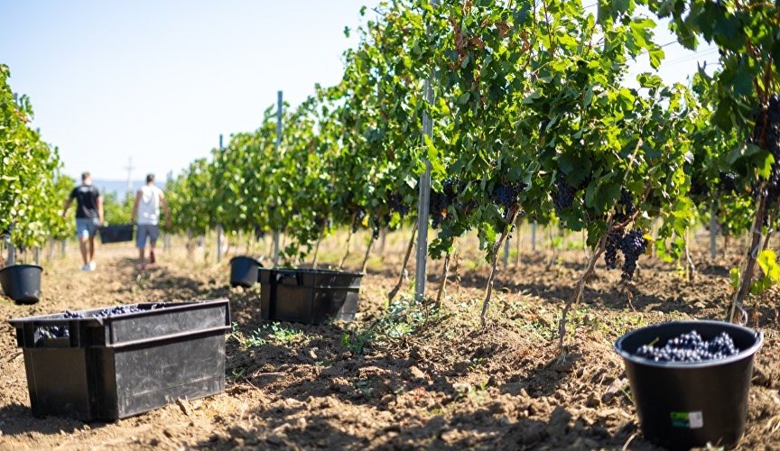 Сбор винограда на виноградниках агрофирмы «Золотая Балка»