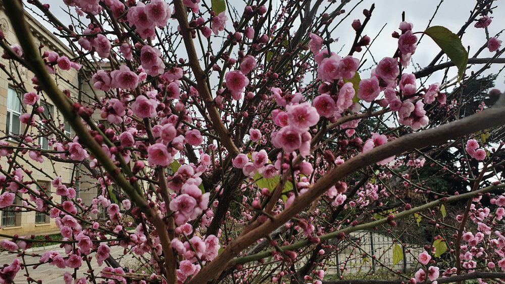 Цветение абрикоса Муме в Никитском ботаническом саду