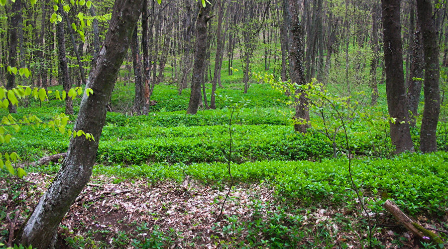 Агармышский лес