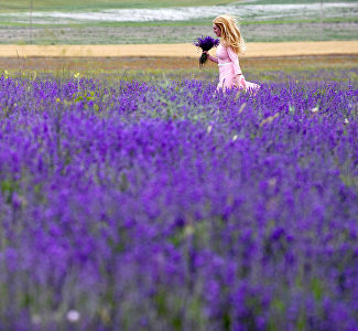 Не только ароматерапия и фотосессии: на лавандовом поле в Крыму устроят фестиваль