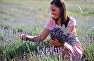Девушка собирает лаванду в окрестностях села Тургеневка Бахчисарайского района Крыма