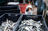 Корзины с рыбой во время прибрежного лова черноморской рыбы в Севастополе