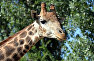 Жираф в сафари-парке «Тайган»