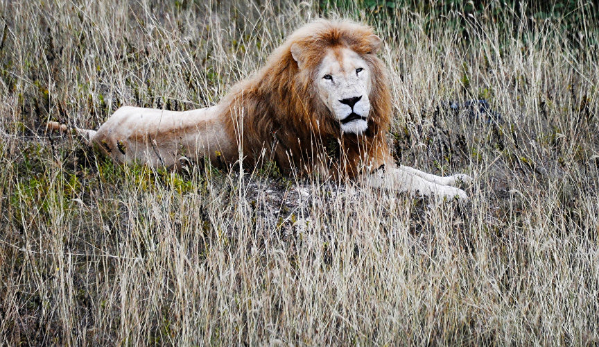 Лев в сафари-парке «Тайган»