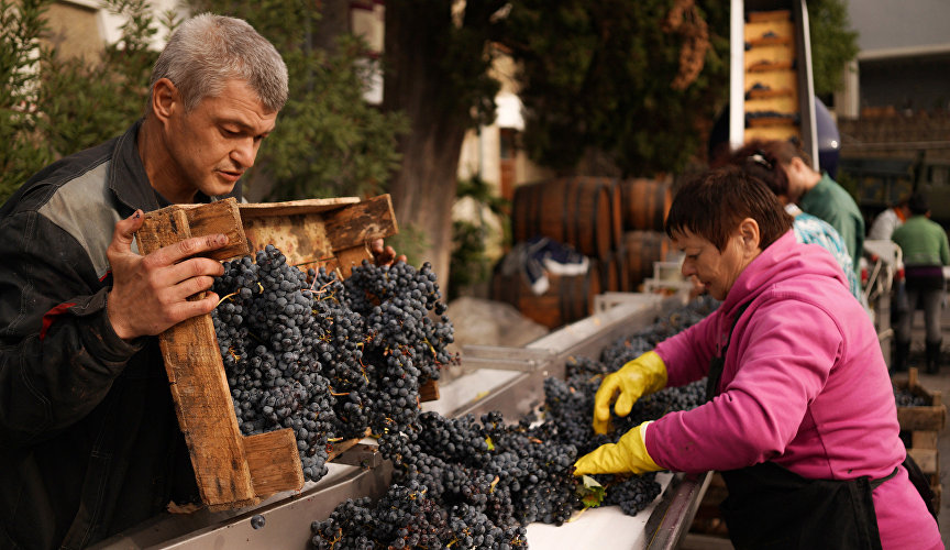 На полуострове находится около половины всех площадей виноградников в России