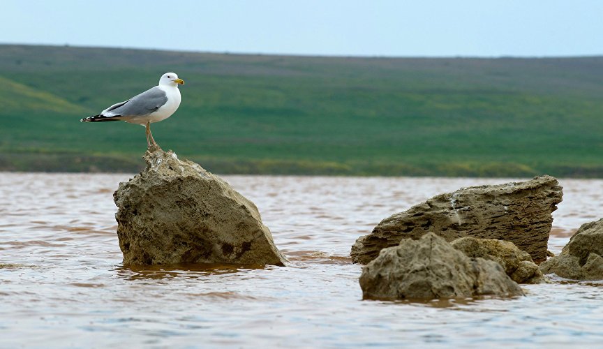 Чайка на Кояшском озере в Опукском природном заповеднике