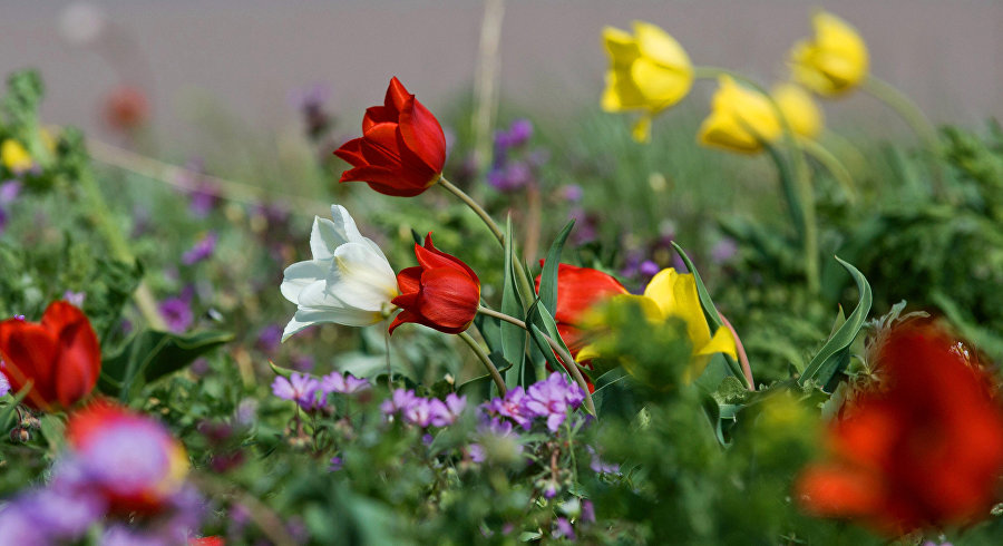 К горным пионам и тюльпанам через облако сирени: подборка фототуров по цветущему Крыму
