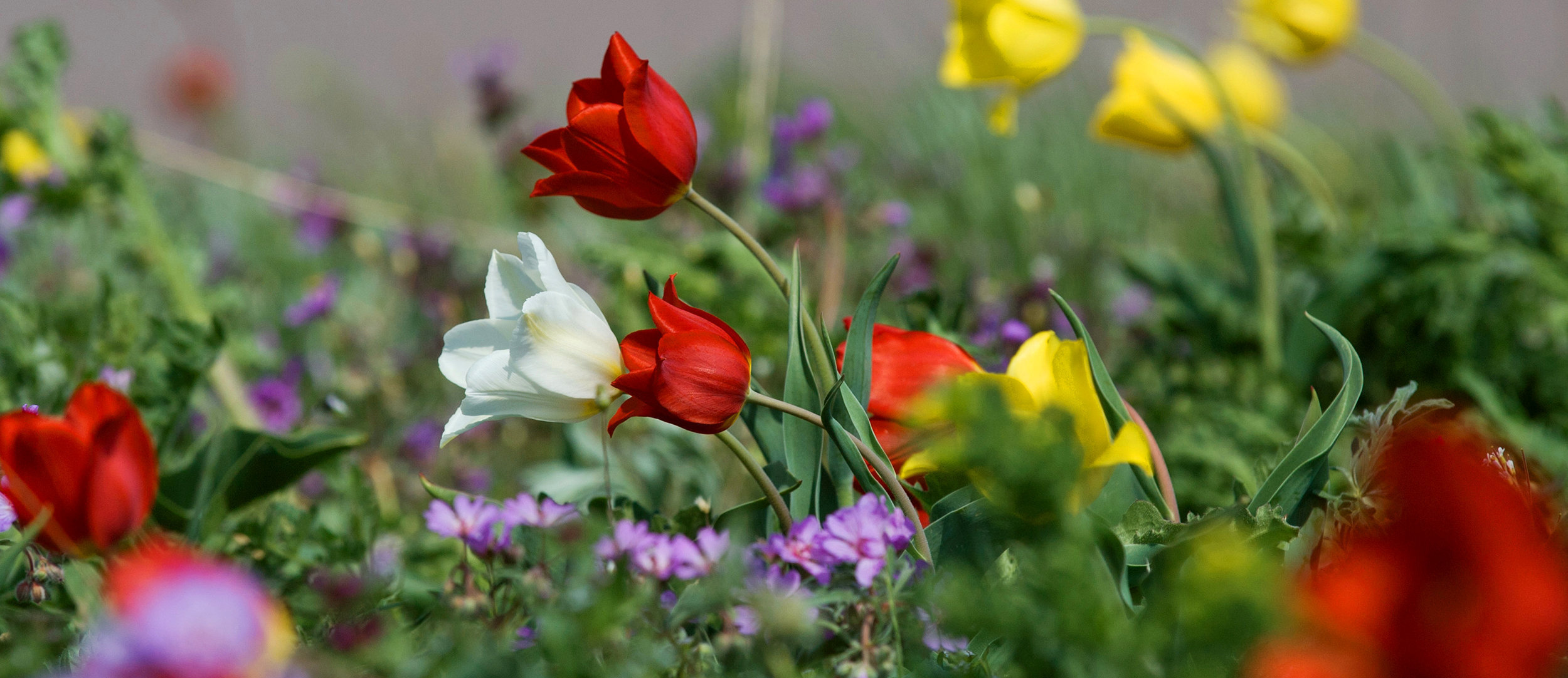 Весенние цветы в Крыму: где сфотографироваться