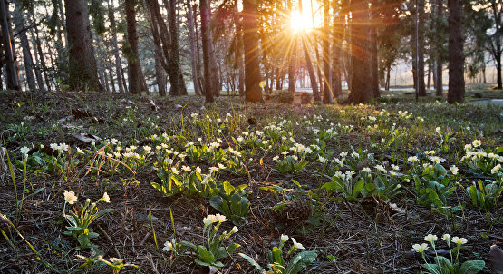 Весенние цветы в лесных окрестностях поселка Научный в Бахчисарайском районе Крыма