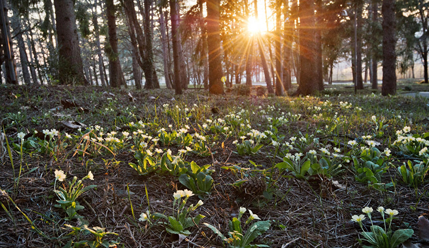 Весенние цветы в лесных окрестностях поселка Научный в Бахчисарайском районе Крыма