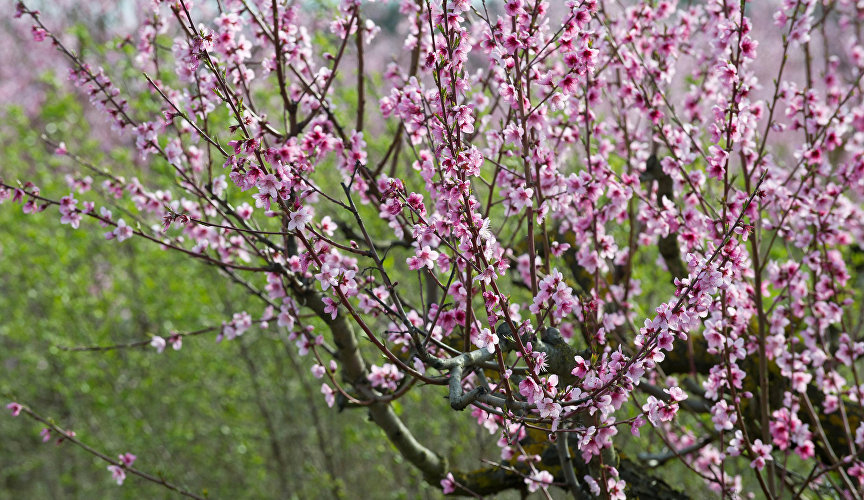 Цветы персикового дерева в саду Сакского района Крыма