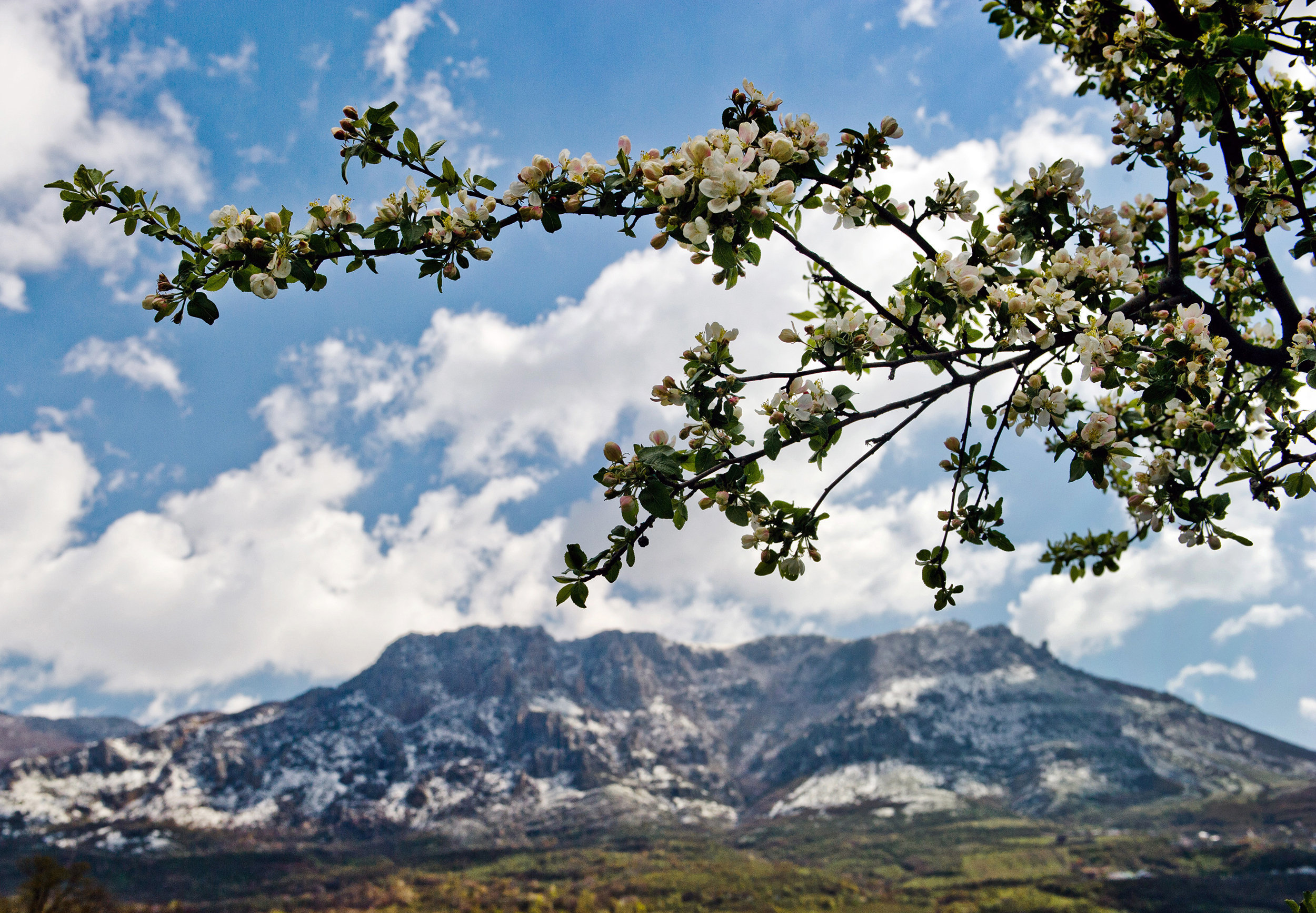 Ветка цветущего дерева. На дальнем плане горный массив Демерджи-яйла в Алуштинском регионе в Крыму