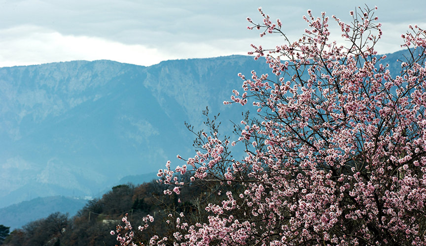 Цветущий миндаль на фоне гор в окрестностях Алупки