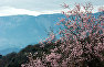 Цветущий миндаль на фоне гор в окрестностях Алупки