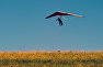 Участник фестиваля «Восходящий поток» летит на дельтаплане с горы Клементьева под Коктебелем в Крыму