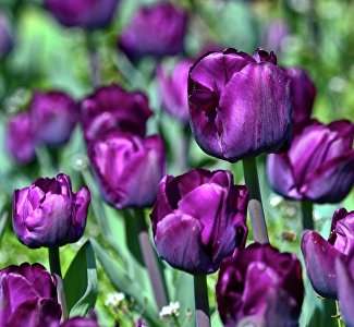 Голосуем за красоту: на Параде тюльпанов определят победителя