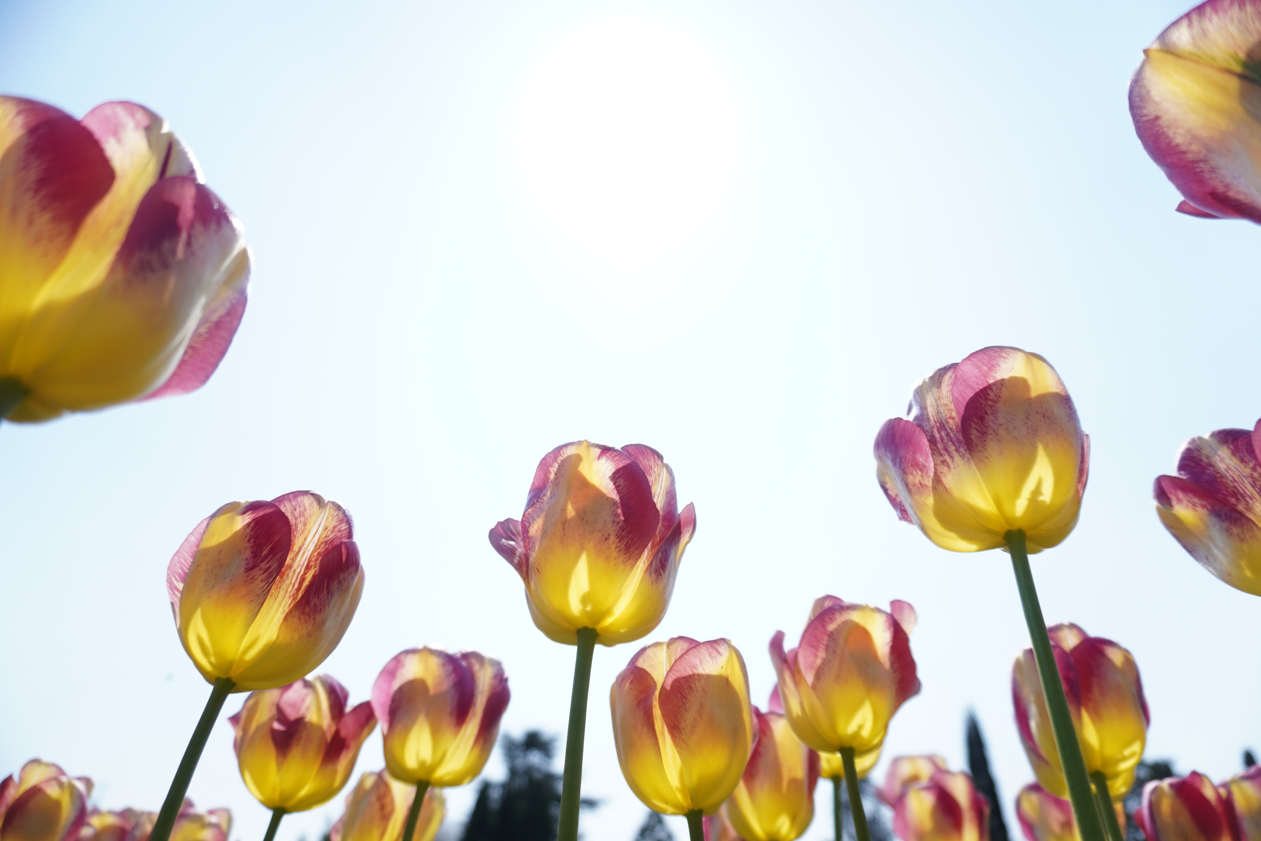 Тюльпаны в Никитском ботаническом саду