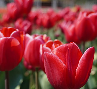 Названа дата открытия парада тюльпанов в Никитском ботсаду