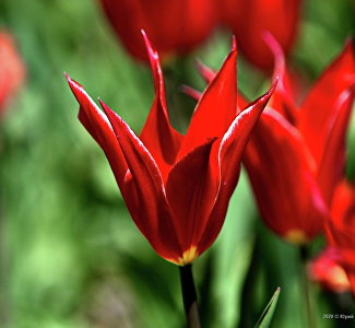 Командовать парадом будет Алладин: в Никитском ботсаду выбрали самый красивый тюльпан