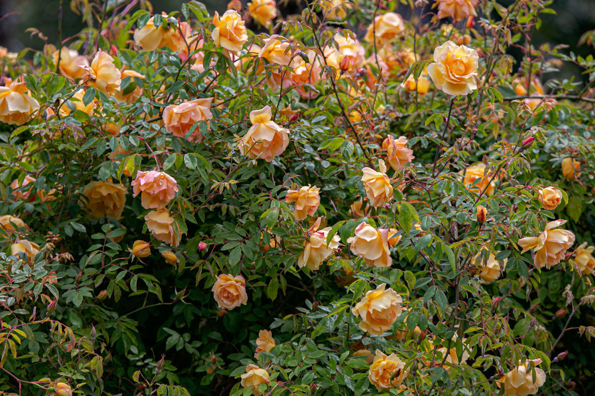 Розы в Никитском ботсаду