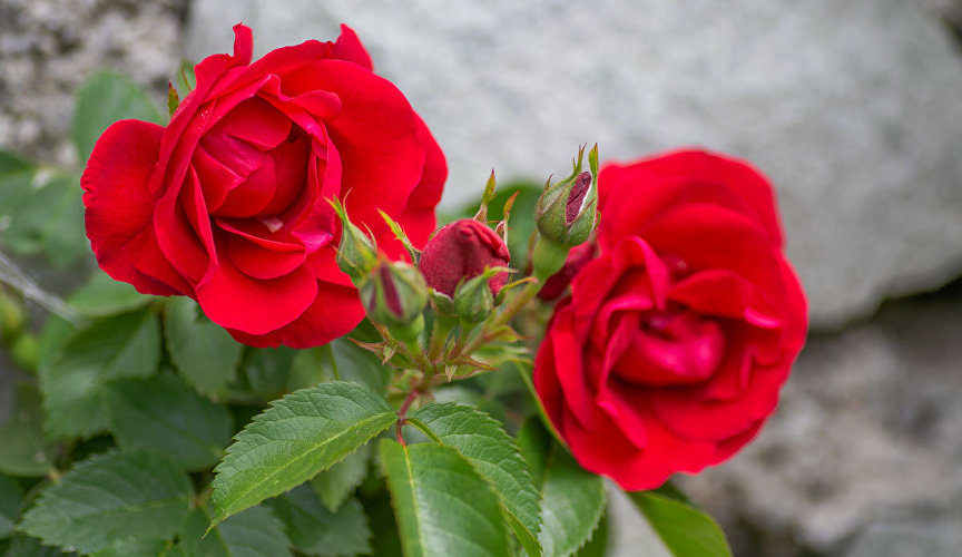 Розы в Никитском ботсаду