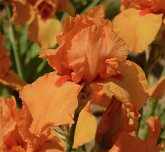 Символ радуги: в Никитском ботсаду цветут ирисы