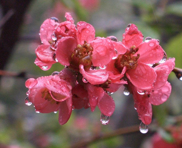 Капли дождя на цветах