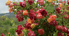 Розы в Никитском ботаническом саду