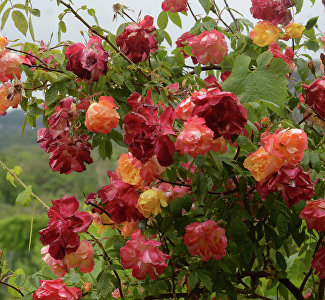 Представителей турсферы приглашают в Никитский ботанический сад на «Розовый вальс»