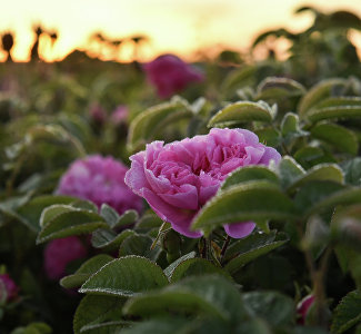 Мир в розовом цвете: как в Крыму выращивают царицу цветов