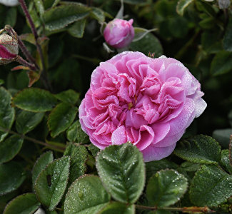 Фестиваль «Розафест» переносится на 21 июня