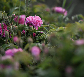 В Крыму пройдёт фестиваль «РозаФест 2021»