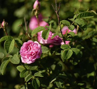 Розовое золото: топ-10 фактов о крымской розе