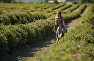 Девушка гуляет по розовому полю в Крыму