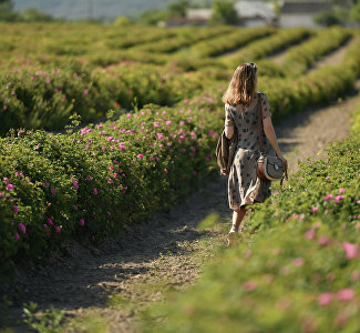 На фестивале «Розафест» пройдут конкурс красоты и модные показы