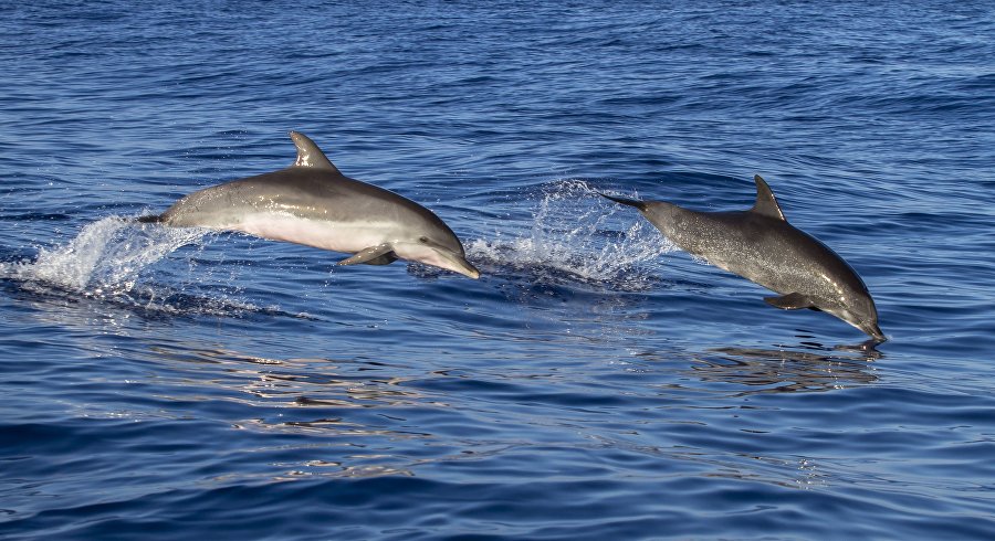 Где в Крыму увидеть дельфинов