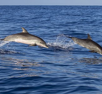 Где в Крыму увидеть дельфинов